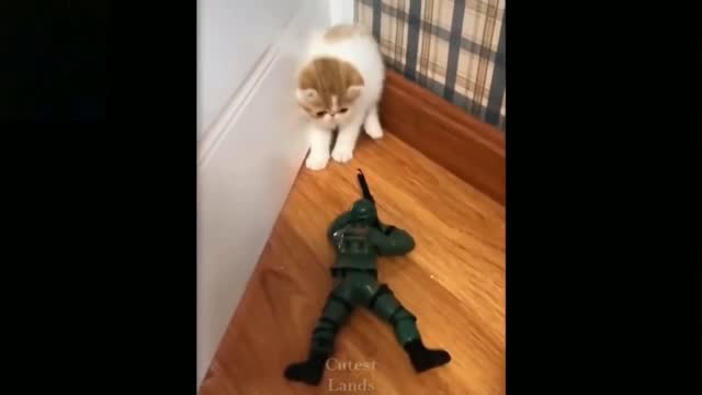 Little cute cat scared of toy🥺😂