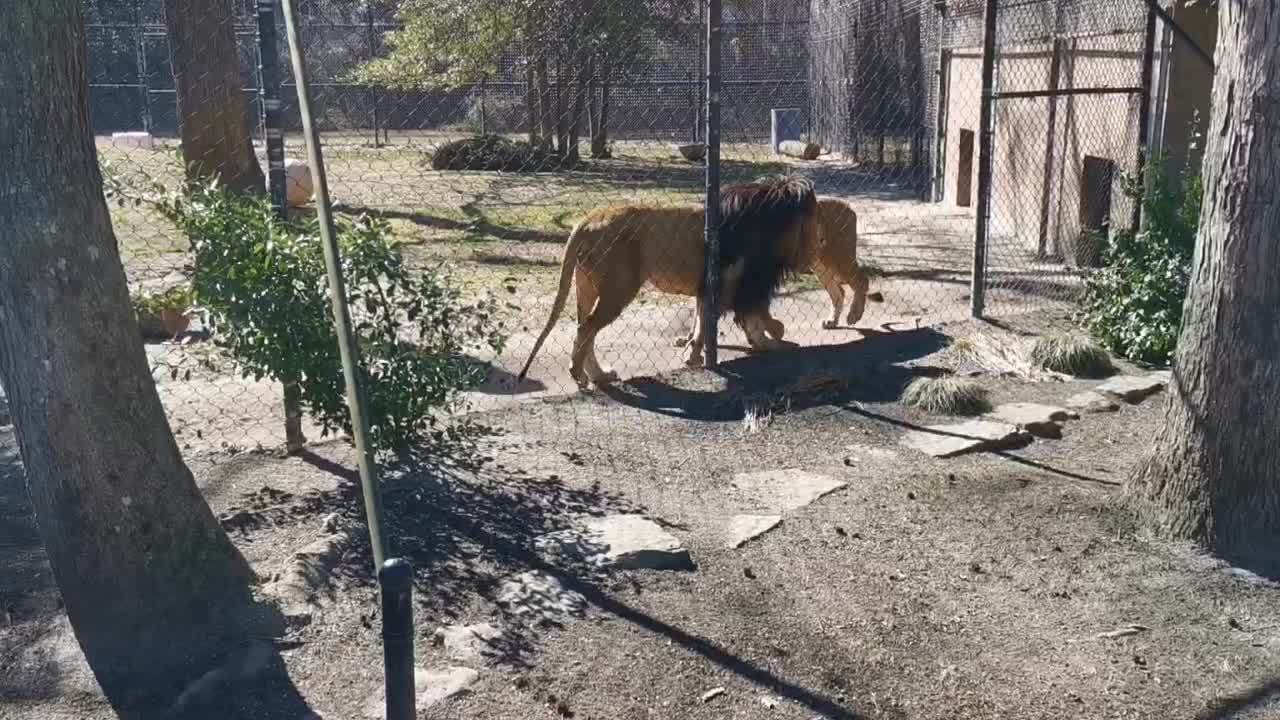 Lions are doing circles for exercising