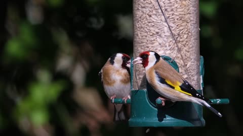 Birds Taking Foods