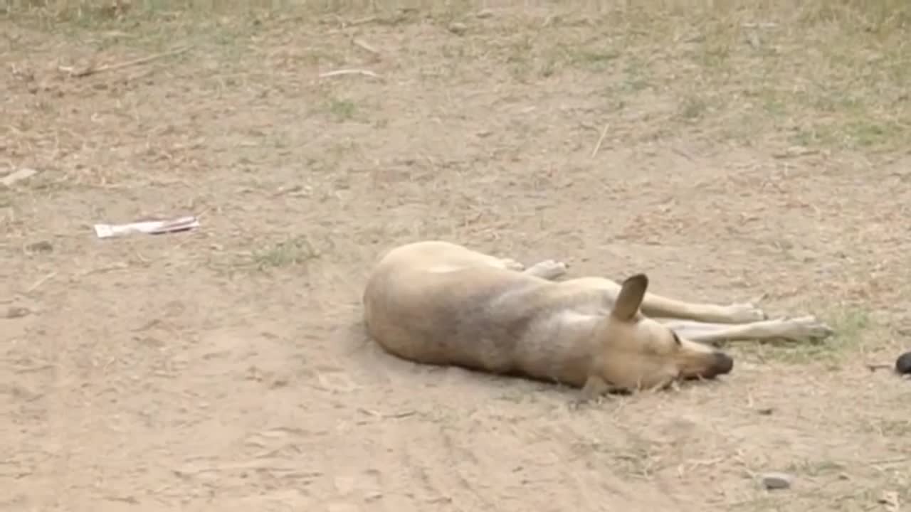 DUMMY LION AND TIGER PRANK ON DOG