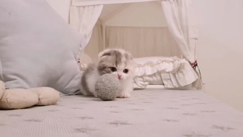 Sweet Catie - Beautiful Cat Eyes - Soft Hair cat