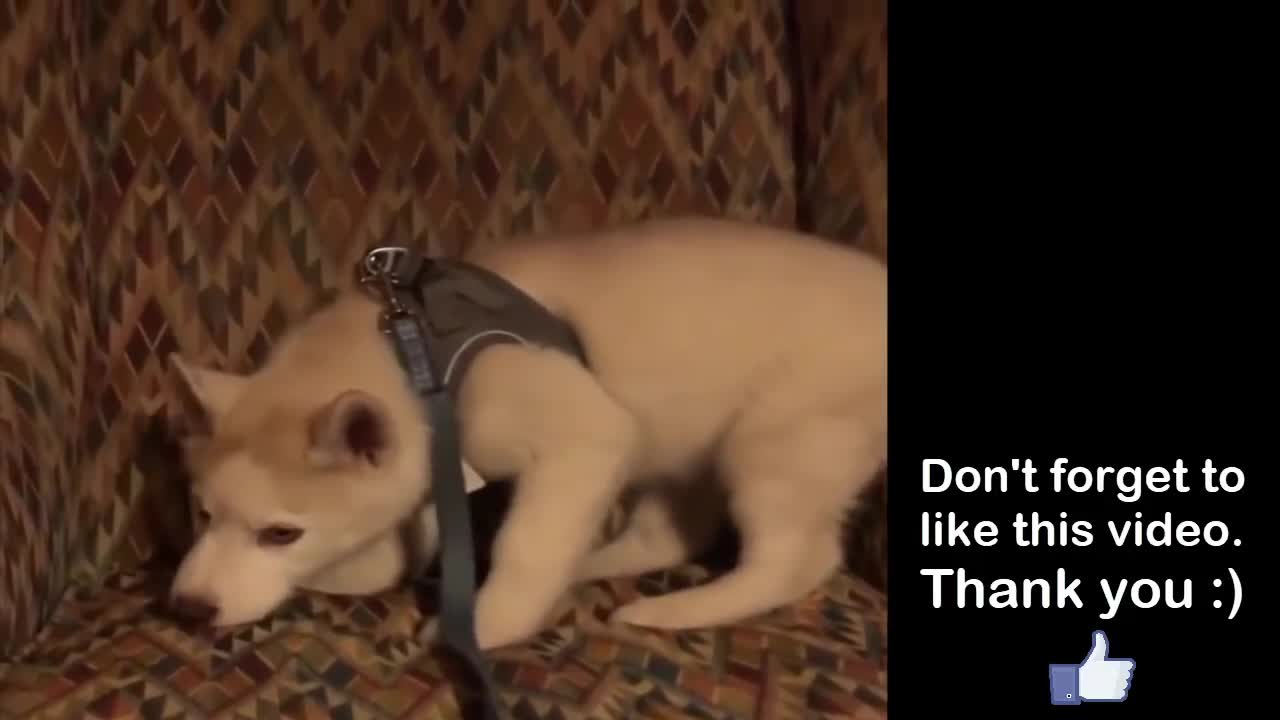 Very nice husky puppies compilation