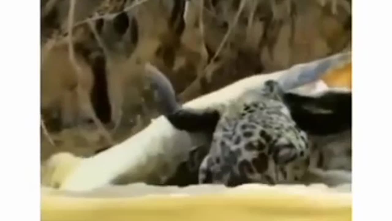 Crocodile attack leopards