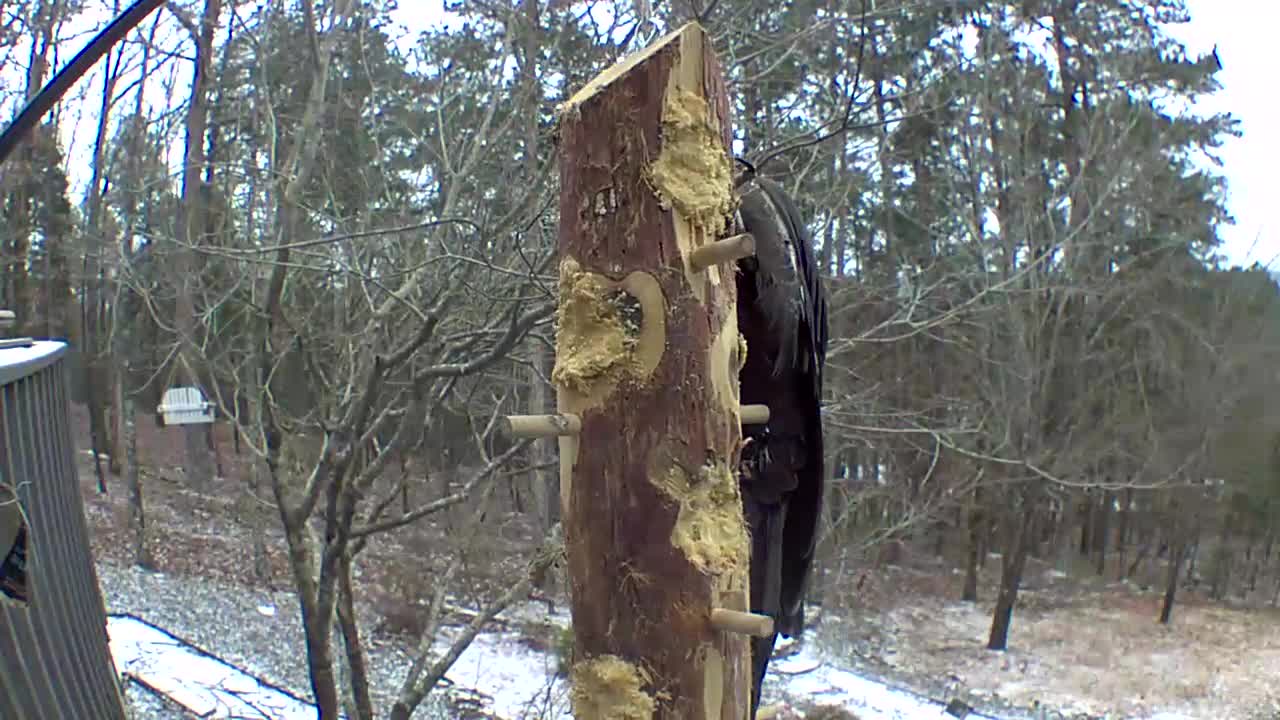 pileated woodpecker loves to swing !