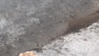 Sniff sniff