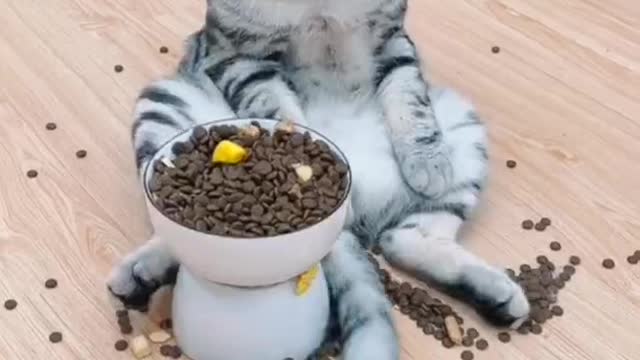 Just because I said he was getting fat, he got angry and stopped eating!