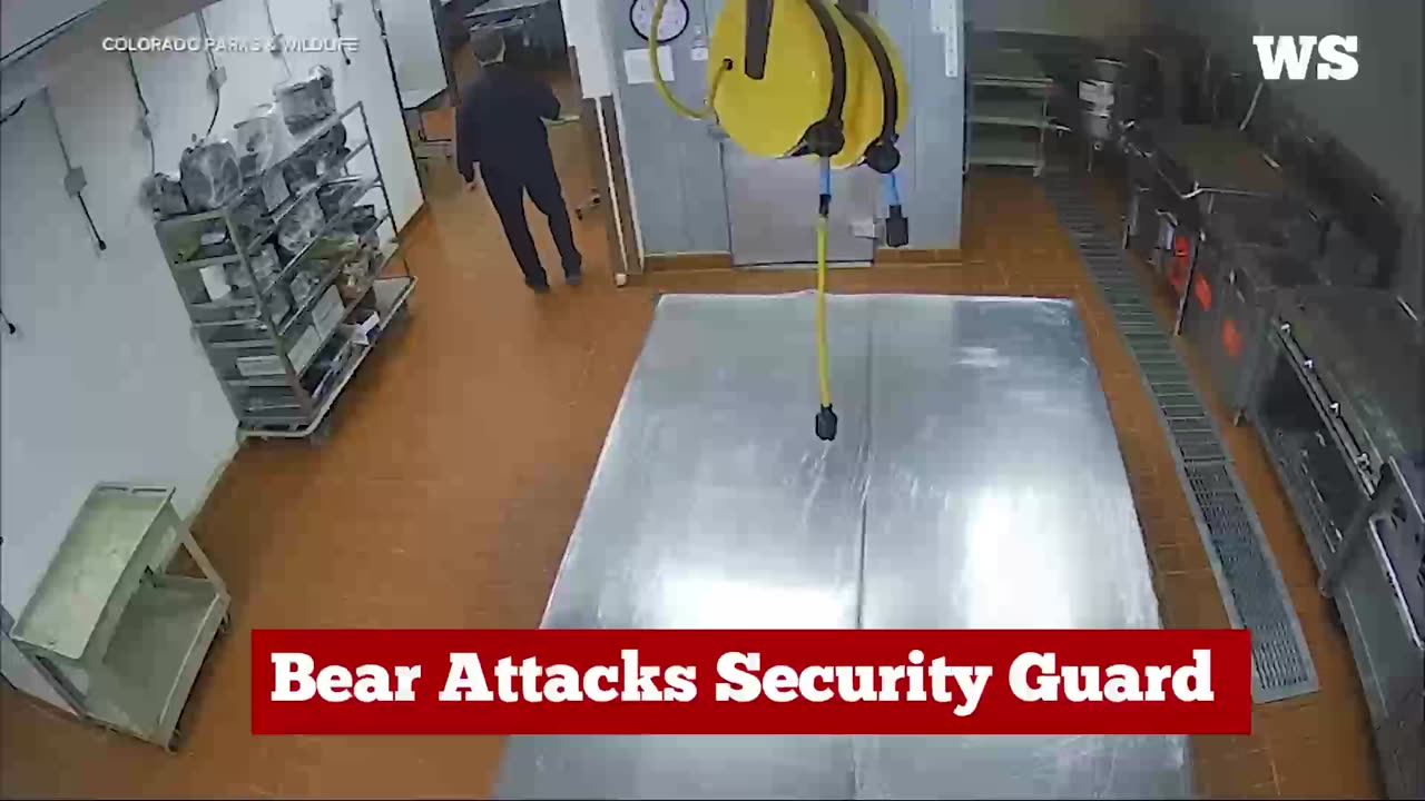 Bear attacks security guard