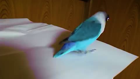 Hilarious dancing parrot loves to tap dance