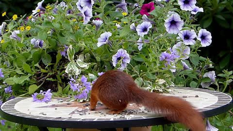 squirrel eating