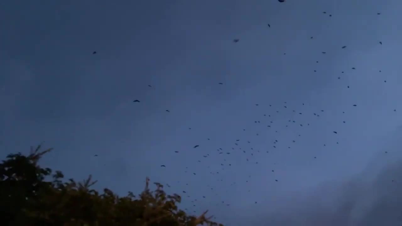 Thousands Of Flying Foxes (Bats) Cruise Through Tannum Sands