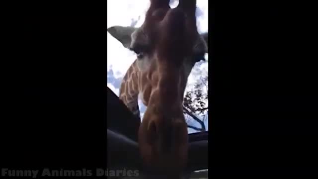 Funny animal videos 2020