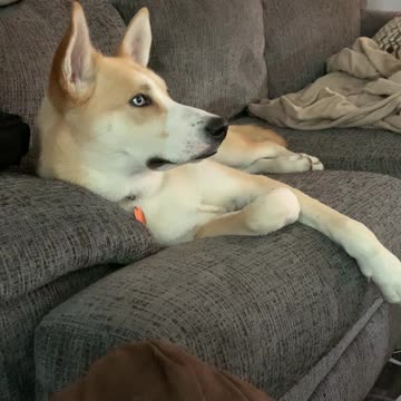 Under the ducks spell