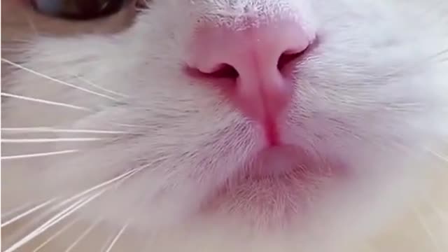 Best Cute Cat Video