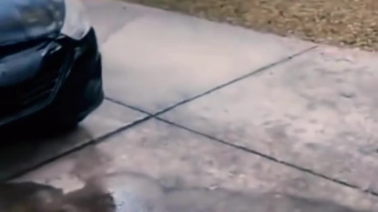 Cute chaos daily! πΎπ #Animals #pets #Funny #Reels #Shorts #Animalspoorly
