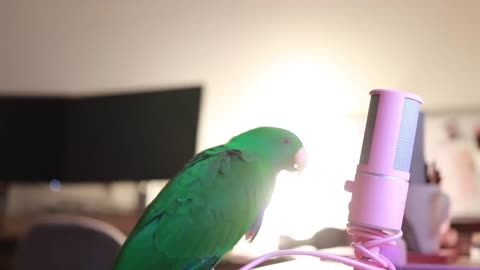 Cute Parrot Whispers Into Microphone for 5 Minutes Straight