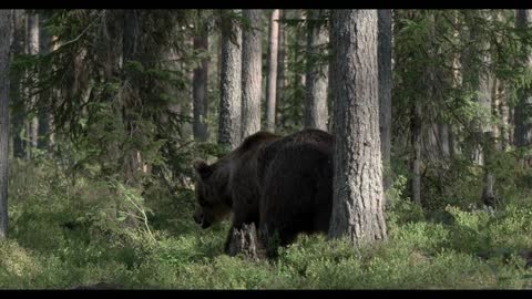 A big brown bear walks in the old forest. 4K HDR