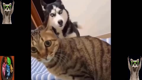 Funny Animal Videos