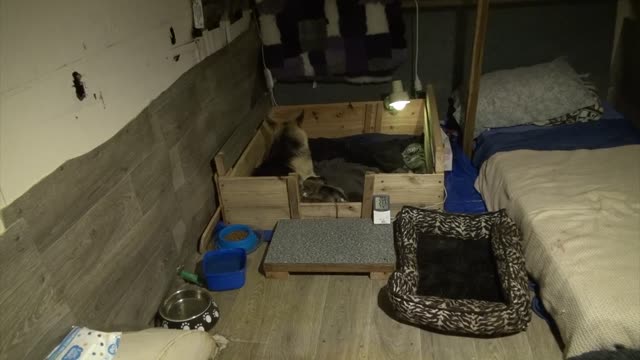 Willow's Litter 5 Days Old