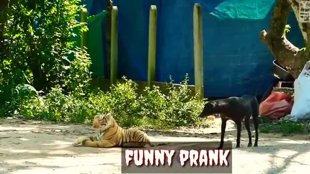 Real animal prank video