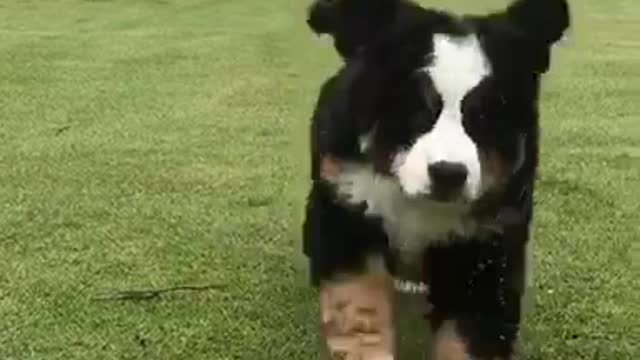 Black dog running towards camera outside