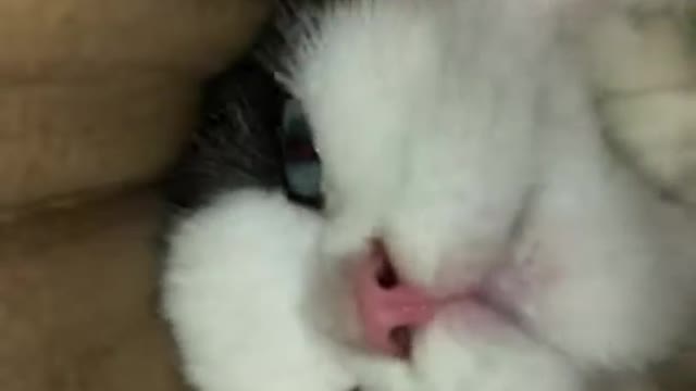 Cat Funny Video | Funnyoo |