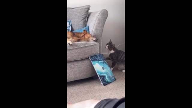 Cat boops dog on the nose for no reason at all