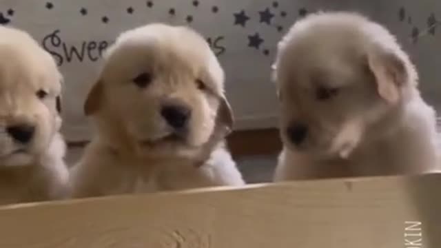 SOO CUTE CUTE PUPPIES