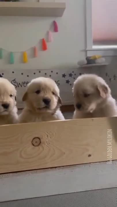 SOO CUTE CUTE PUPPIES