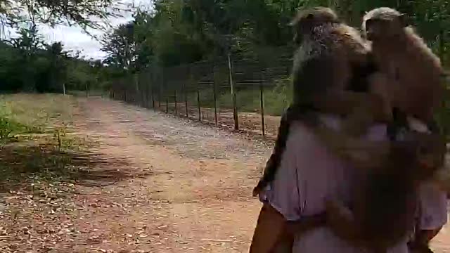 How To Walk With 12 Baboons Clinging On To You