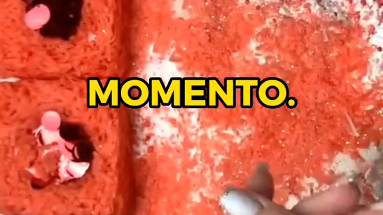 fatos curiosos parte 27 #fatoscuriosos #curiosidades #conhecimento #videossatisfatorios #viral.mp4