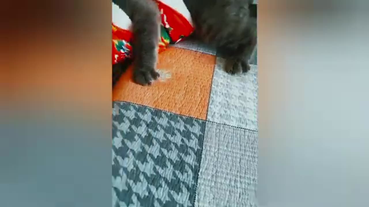 funny animals