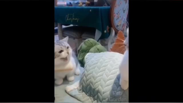 SUPER WEIRD CATS that will totally CONFUSE YOU! | Extremely FUNNY CAT VIDEOS compilation.