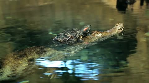 Turtle creeps on a crocodile