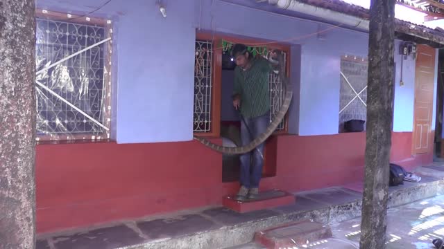 King cobra rescue - Agumbe, Thirthahalli Taluk, Shimoga District, Karnataka, India.