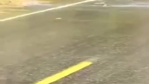 Fish Crossing the Road