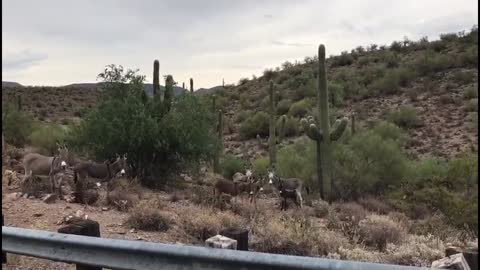 Cute wild donkeys around lake pleasant in Arizona
