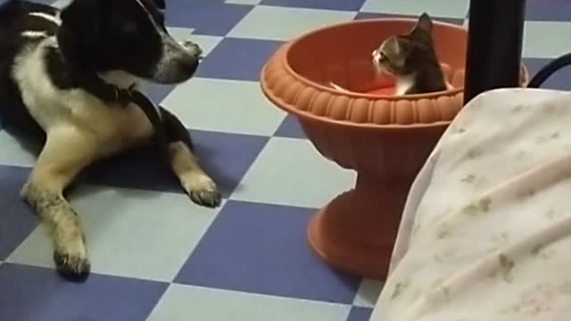 Cute Dog and Cat Battle