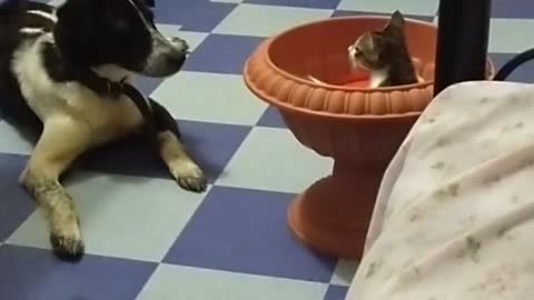 Cute Dog and Cat Battle