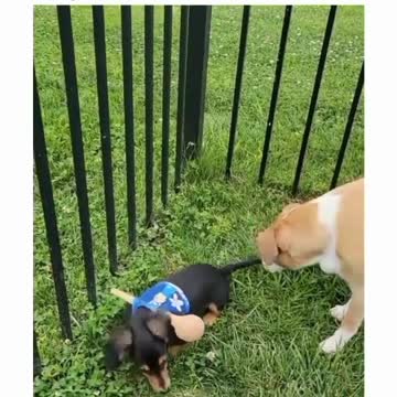 greatest inventions #dog #tiktok #trending #viral #stop #dogtraining