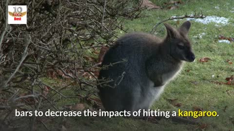 KANGAROO BLUE FLYERS