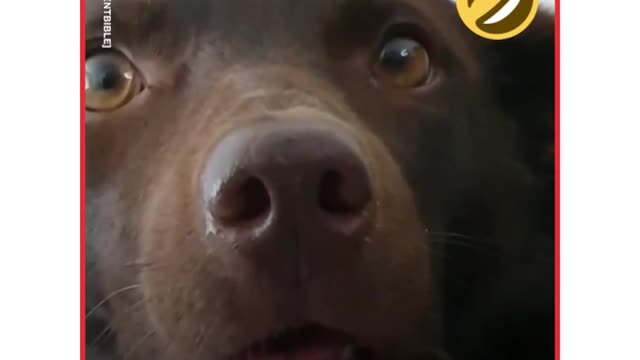 Confused Animals And Funny Animals own #3