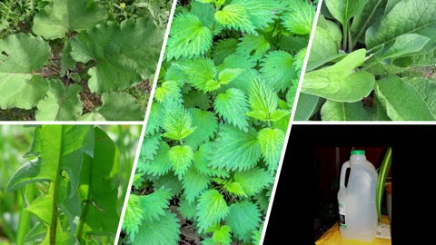 The Grubby Gardener, session 9; plant food.