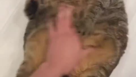 baby cat, cute cat video #2,anuu044