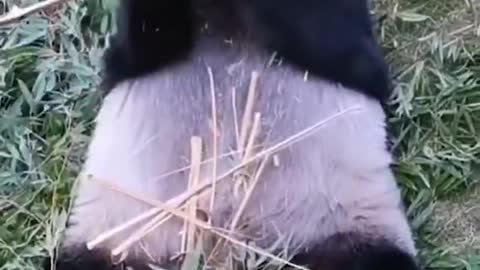 Giant pandas eat bamboo