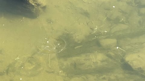 Minnows of the Humber River 69