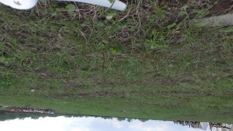 Drone Speared at Medieval Festival