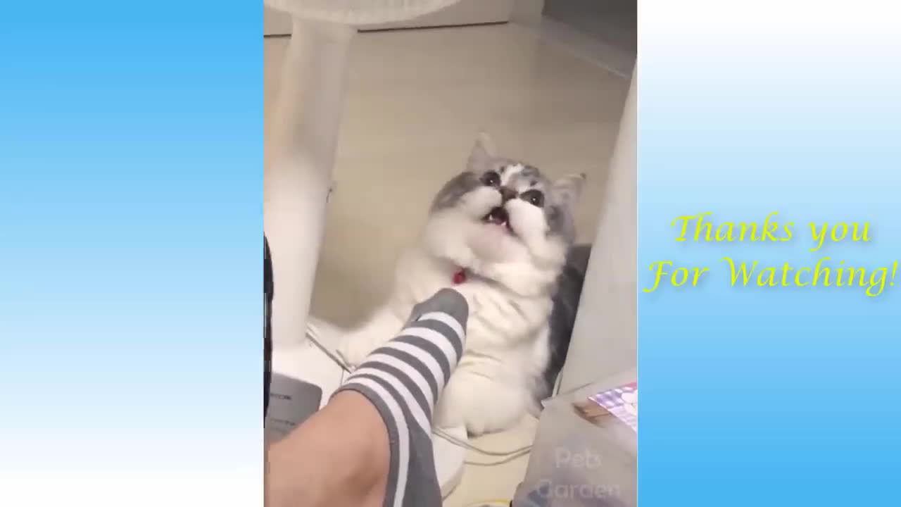 Cat and Smelly Socks