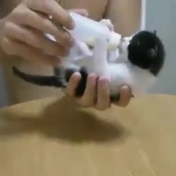 Homes cat funny isa milk