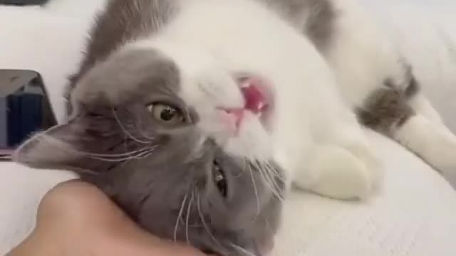 Cat funny act 😂