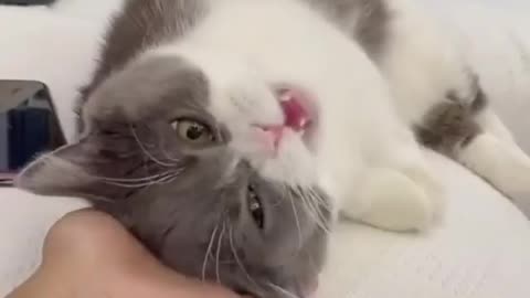 Cat funny act 😂